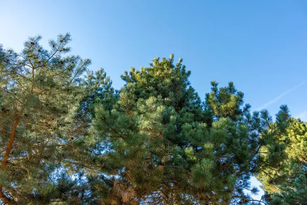 Ön planda yeşil yapraklı bir ağaç var. Gökyüzü mavi ve berrak. Gökyüzünde bir bulut var.