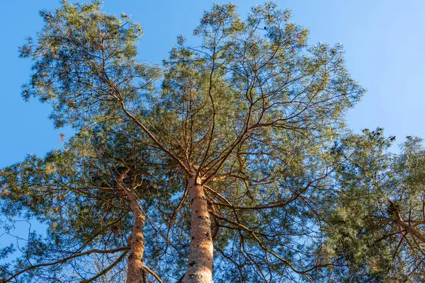 Gövdesi kahverengi ve yeşil olan bir ağaç. Ağaç uzundur ve yaprakları vardır. Gökyüzü mavi ve berrak