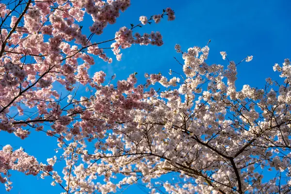 Dallarında pembe çiçekler açan güzel bir ağaç. Çiçek açan kiraz ağacının dalları. Ağacın üzerindeki gökyüzü parlak bir mavidir. Huzurlu ve resimsel bir manzara yaratır. Ağaç pembe çiçeklerle doludur.