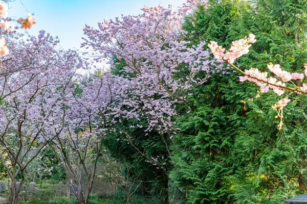 Ön planda pembe çiçekli bir ağaç var. Arka planda başka ağaçlar da var. Ağaçlar çalılarla çevrili.