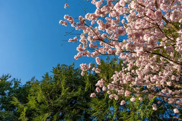Mavi gökyüzünün önünde pembe çiçekli bir ağaç var. Ağaç yeşil yapraklarla çevrilidir. Çiçek açan kiraz ağacının dalları.