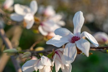 Pembe merkezli beyaz bir çiçek. Çiçek bir dalın üzerinde. Dal yeşildir. Ağaç dalında bir buket beyaz manolya Stellata çiçeği.