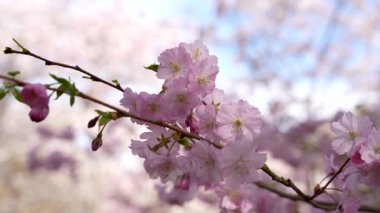 Üzerinde pembe çiçekler olan bir dal. Rüzgarda sallanan çiçek açan leylak dalı.