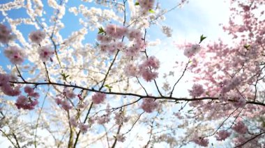 Ön planda pembe kiraz çiçekleri olan bir ağaç var. Ağaç, pembe çiçekli diğer ağaçlarla çevrilidir..