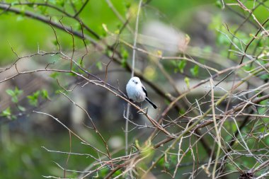 A small bird, the long-tailed tit, sits on a branch. The branch is brown and has some leaves on it.