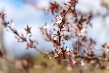 Pembe çiçekli bir ağaç. Çiçekler dalların üzerinde. Dallar yeşil. Gökyüzü mavi