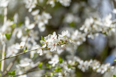 Yeşil saplı beyaz bir çiçek. Çiçek bir ağacın ortasındadır. Çiçek yeşil yapraklarla çevrilidir.