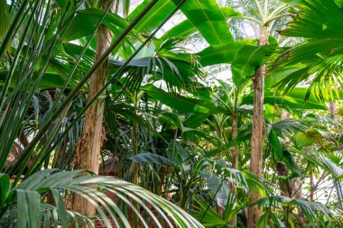 Uzun ağaçlar ve yemyeşil yapraklarla dolu yoğun, canlı bir orman. Güneş ışığı gölgelikten süzülerek sakin ve huzurlu bir atmosfer yaratır. Orman hayat dolu.