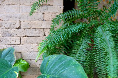 Yeşil yapraklı bir bitki tuğla bir duvarın yanındadır. Bitki eğrelti otudur.