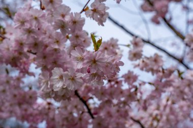 Pembe çiçekli bir ağaç. Arka planda ağaç var.
