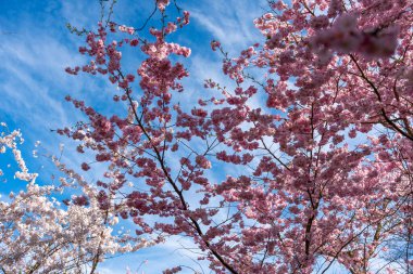 Ön planda pembe çiçekli bir ağaç var. Gökyüzü mavi ve berrak. Gökyüzünde hiç bulut yok.