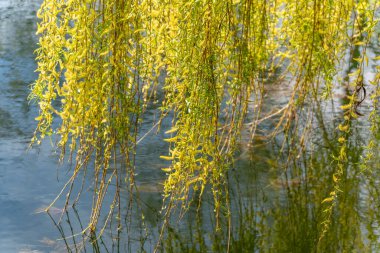 Sarı yapraklı bir ağaç bir su kütlesinin üzerinde büyüyor. Yapraklar uzun ve sarkıyor, güzel ve huzurlu bir manzara yaratıyor. Su sakin ve durgun, ağacı ve yapraklarını yansıtıyor.