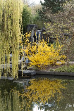 Sarı yapraklı bir ağaç suya yansıyor. Su sakin ve berrak. Suda bir kaya var.
