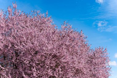 Mavi gökyüzünün önünde pembe çiçekli bir ağaç var. Gökyüzü açık ve parlak