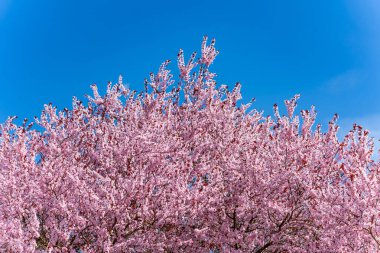 Pembe çiçekli güzel bir ağaç açık mavi bir gökyüzünün önünde dikiliyor. Ağaç pembe çiçeklerle kaplanmış, resim gibi bir manzara yaratıyor.