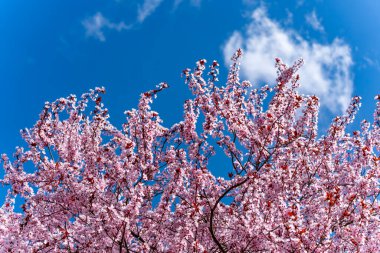 Mavi gökyüzünün önünde pembe çiçekli bir ağaç var. Gökyüzü açık ve güneş parlıyor.