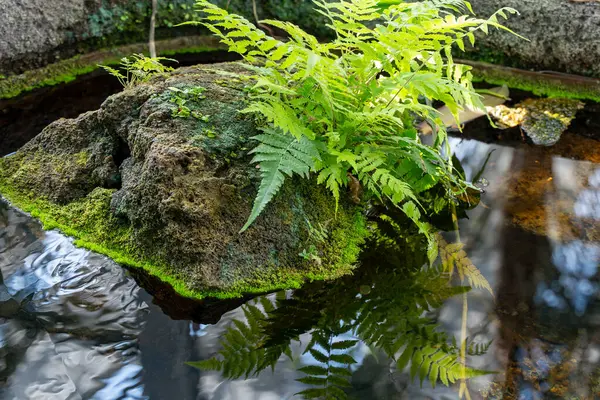 Göletteki bir kayanın üzerinde bir bitki büyüyor. Bitki yeşil ve yaprakları var. Gölet suyla dolu ve yüzeyde bitkinin bir yansıması var.