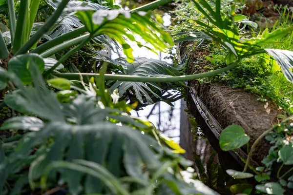 Yapraklı ve taşlı bir bitki. Yapraklar yeşil ve taş kahverengi.