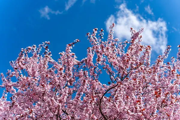 Mavi gökyüzünün önünde pembe çiçekli bir ağaç var. Gökyüzü açık ve güneş parlıyor.