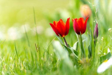 İki kırmızı lale yeşil çimen tarlasında. Çiçekler tamamen çiçek açmış ve ilgi odağı olmuş.