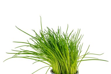 Beyaz arka planda izole edilmiş mavi bir tencerede yeşil soğan. Yeşil soğanlar yakın plan..