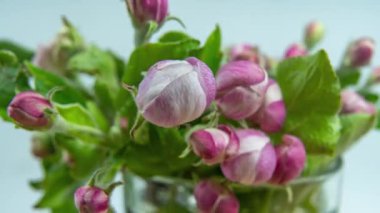 Pembe çiçeklerin zamanı. Vazoda çiçekler var. Vazo şeffaf..