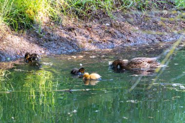 Bir grup ördek gölette yüzüyor. Ön planda üç ördek ve arka planda iki ördek var.