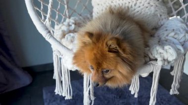 Pomeranya köpeği sandalyede yatıyor. Sandalye beyaz ve altında mavi bir halı var.