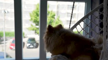 Pencerenin yanındaki sandalyede bir köpek yatıyor. Köpek kahverengi ve kabarık bir paltosu var.
