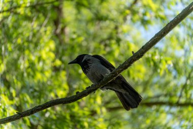 Kapüşonlu tek bir karga, parlak bir bahar ormanında bir dalda oturuyor. Arka plandaki yeşil yapraklar bulanık ve ışıklandırma da dostane ve canlı..
