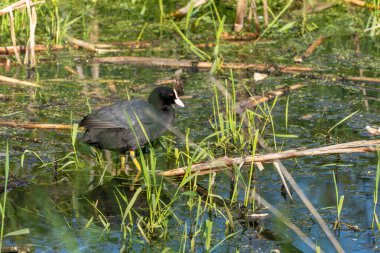 Bir yaban ördeği, yeşil saplar ve yüzen dallarla çevrili bir sulak arazinin sığ sularında yürüyor. Sahne canlı bir bataklık ortamı tasvir ediyor..