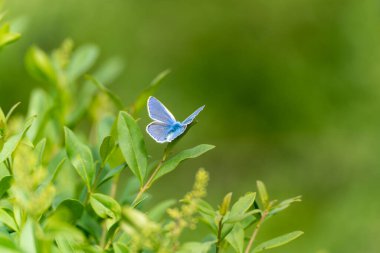 Mavi kelebek yeşil bir yaprağın üzerinde oturur. Kelebek Polyommatus icarus bir doğa arka planında metin için bir yer vardır.