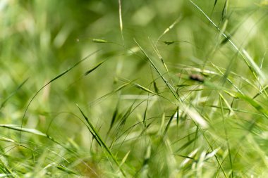 Rüzgarda otlar. Narin yeşil gövdeler rüzgarda sallanıyor. Doğanın bir yaz anı, yavaşça odak noktasına çekildi..