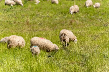 Otlayan koyunlar. Birkaç koyun yeşil bir çayırda huzur içinde otluyor. Kabarık vücutlarının rengarenk izleri var..