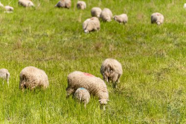 Çayırdaki koyun sürüsü. Bir koyun sürüsü yeşil bir yaz çayırına yayılıyor. Odak noktası mavi işaretli ön hayvan..