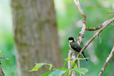 Great Tit on Branch in Forest. A great tit sits on a bare branch against a green, blurred forest background. The bird is small and appears delicate in the dense branches.