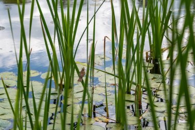 Sazlıktaki kuş göletin kenarında. Küçük bir ötücü kuş sessizce bir sazlığa oturur ve nilüfer yapraklarıyla kaplı suya bakar. Gökyüzünün yansıması manzaraya barışçıl, doğadan esinlenilmiş bir atmosfer katıyor..
