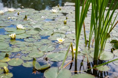 Önünde sazlıklar olan nilüferler. Beyaz nilüferler yoğun bir yaprak halısında çiçek açarken, uzun kamışlılar ön planda yükselir. Su bitkileri ve otların kombinasyonu doğal çeşitlilik ve uyum taşır..