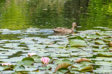 Nilüfer tarlasında yüzen ördek. Dişi ördek, nilüferlerin yoğun tarlasında sakince süzülür. Pembe nilüferler ön planda çiçek açarken, çevreleyen suyun yemyeşil suları arka planda yansıyor..