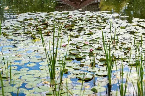 Sakin bir gölet tamamen birkaç pembe çiçeğin filizlendiği su zambağı yapraklarıyla kaplıdır. Sazlıklar yaprakların arasından yükselirken, gökyüzü suyun yüzeyine yansıyor..