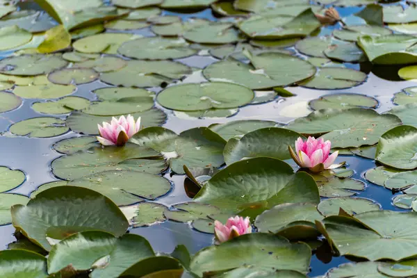 Pembe nilüferler yakın planda. Üç tane açık pembe nilüfer çiçeği yeşil nilüfer yapraklarının arasına yuva yapmış. Renklerin ve şekillerin etkileşimi hassas ve sakinleştirici bir etkiye sahiptir..