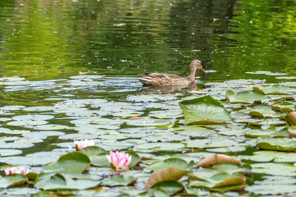 Nilüfer tarlasında yüzen ördek. Dişi ördek, nilüferlerin yoğun tarlasında sakince süzülür. Pembe nilüferler ön planda çiçek açarken, çevreleyen suyun yemyeşil suları arka planda yansıyor..
