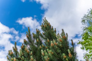 Yoğun kozalaklı ve içinde birçok yavru filizler olan bir ağaç gökyüzüne karşı duruyor. Bakış açısı büyümenin hacmini ve canlılığını vurgular..