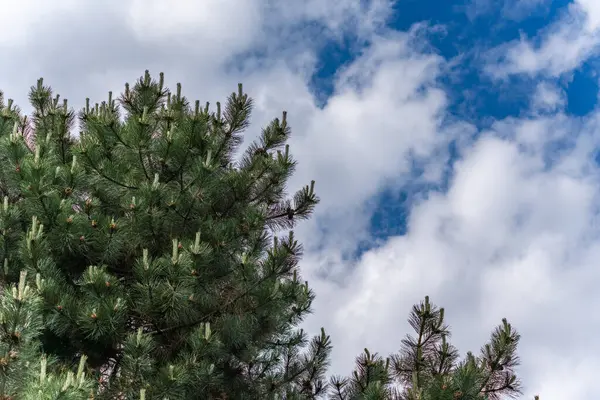 Açık yeşil uçlu kozalaklı ağaçlar parçalı bulutlu gökyüzüne karşı yükselir. Görüntü, doğanın enginliğini ve tazeliğini yakalar..