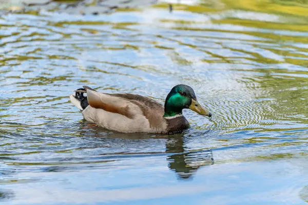 Işıldayan yeşil kafalı bir drake gölette sakince yüzer. Sudaki yansıma ve hafif dalgalar barışçıl bir atmosfer yaratıyor..