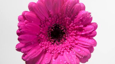 Pembe Gerbera 'nın tüm çiçekleri tepeden tırnağa görülür, damlalarla kaplanır ve parlak ışıkla dolar. Yavaş dönüş onun simetrik güzelliğini ortaya çıkarır..