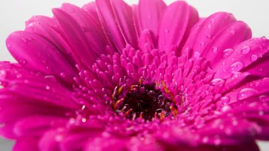 Işıldayan su damlacıklarıyla kaplı parlak pembe bir Gerbera 'nın yakın çekimi. Kamera çiçeğin nazikçe dönmesiyle yaprağın merkezinin ince detaylarını yakalar..