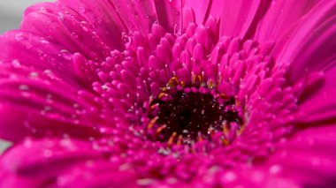 Pembe Gerbera 'nın yoğunluğu üzerinde yoğunlaşır ve yavaşça döner. Yaprakların üzerindeki ince damlalar ışıkta parlıyor, ferahlatıcı bir etki yaratıyor..