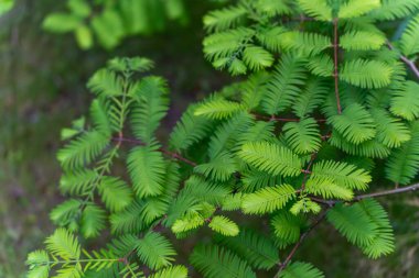 Yeşil eğrelti otu yaprakları. Narin, yeşil eğrelti otu yaprakları farklı yönlere uzanıyor. Hassas yapı ve doğal ışık uyumlu bir görüntü yaratır..