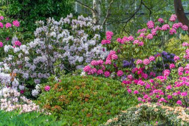 Pembe ve mor çiçekli gür rhododendron çalıları ihtişam içinde açılır. Renkler ve şekiller canlı bir deniz çiçeği yaratır..